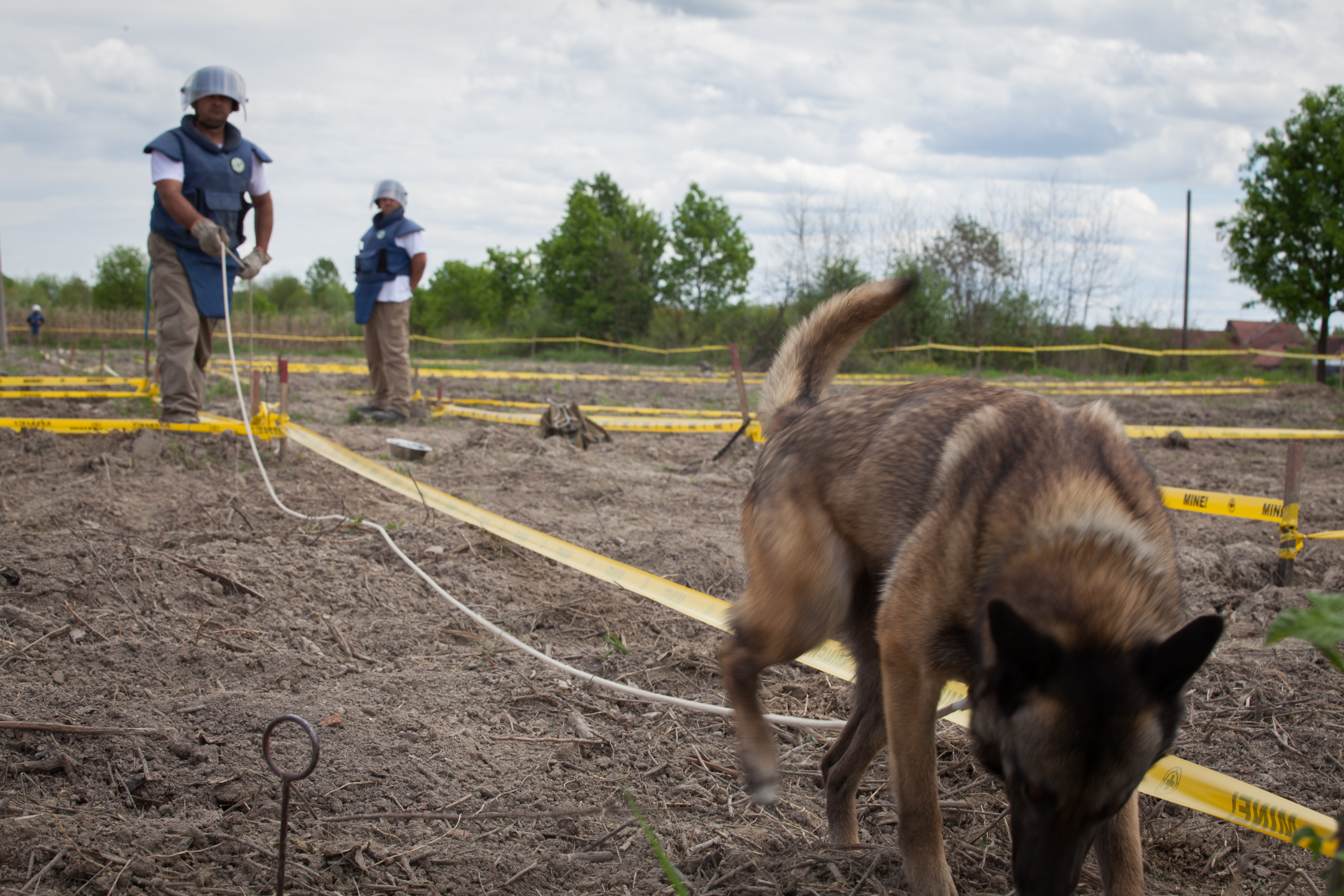 Donji Rahić. A dog is searching for landmines.